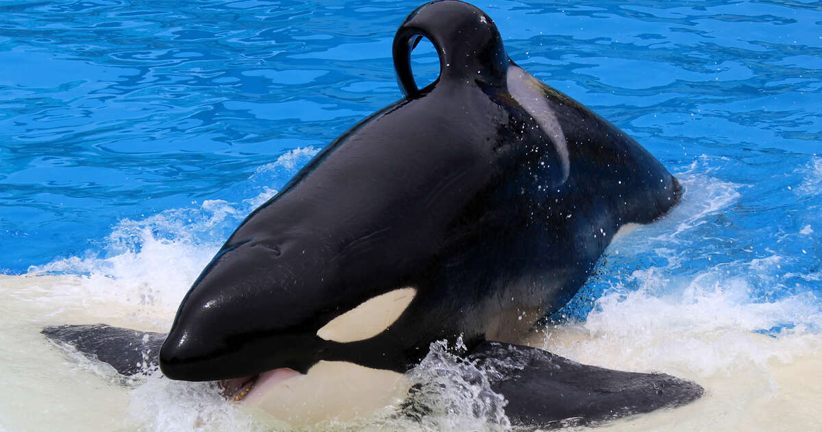 SeaWorld Just Had Its New Orca Show, And It’s As Bad As The Old One Videos The Dodo