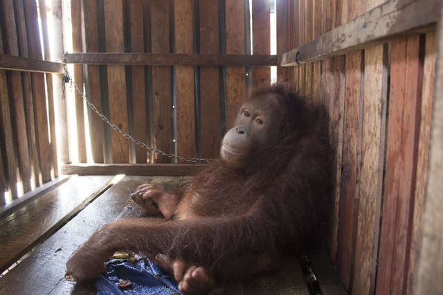 Orangutan kept in crate in Borneo