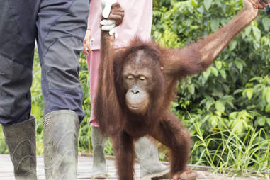 Orangutan with rescuers