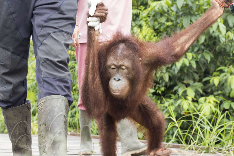 Orangutan with rescuers