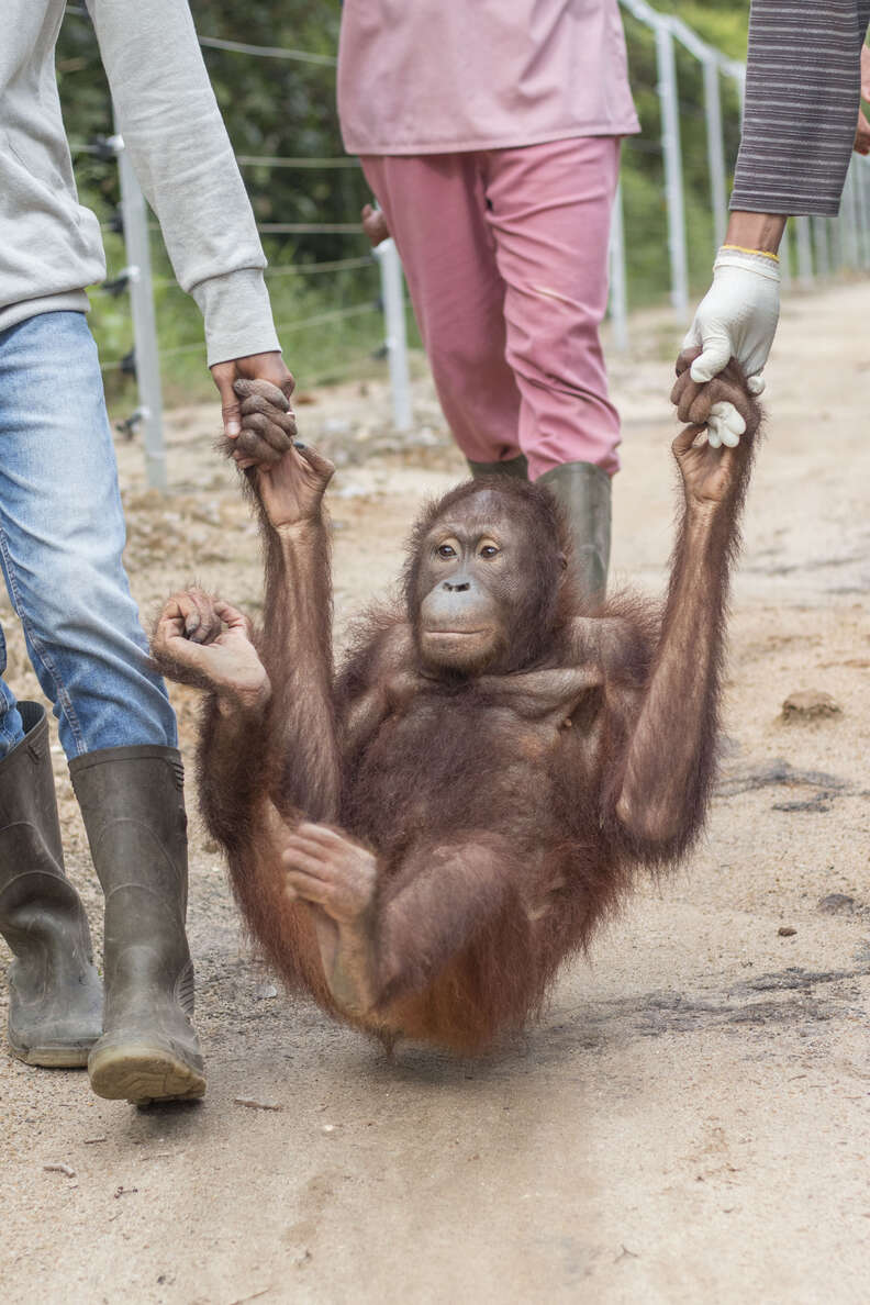 Orangutan meets new friends at rescue center in Borneo