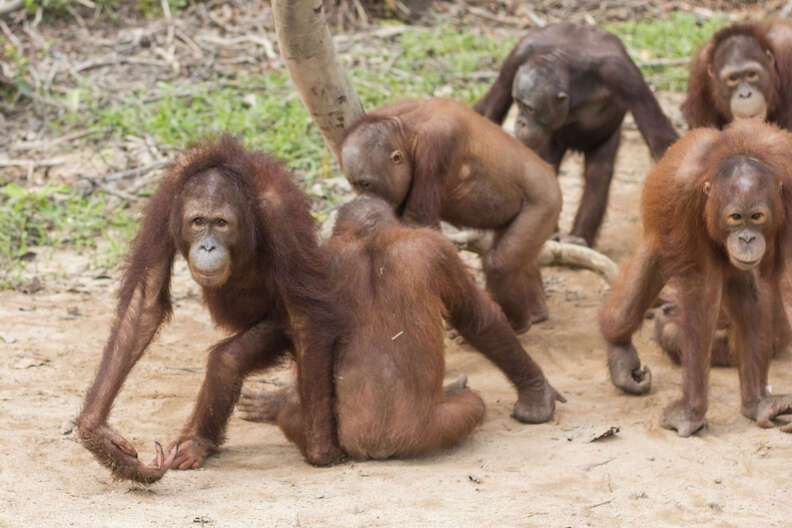 Rescued orangutan with her new friends