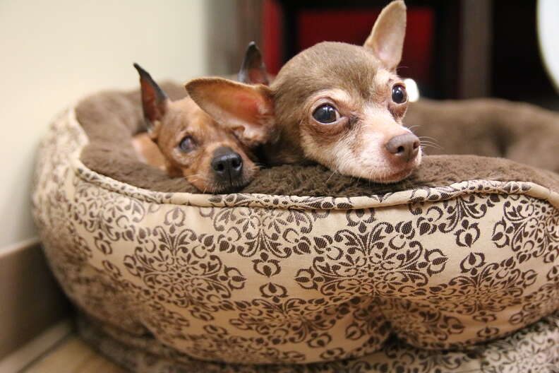 Senior dogs in dog bed