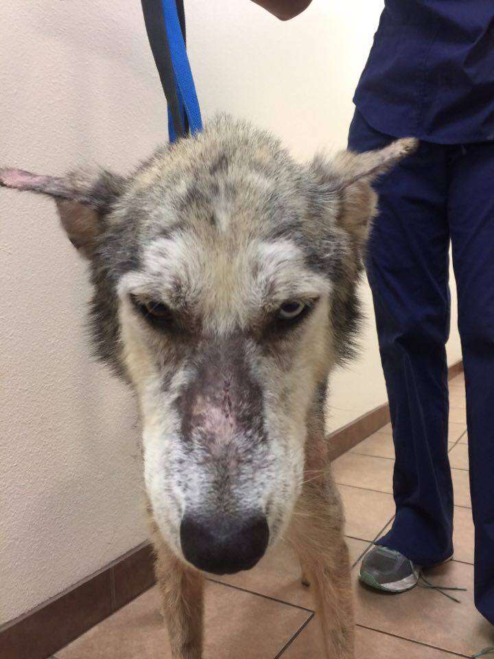 Dog with mange at kill shelter