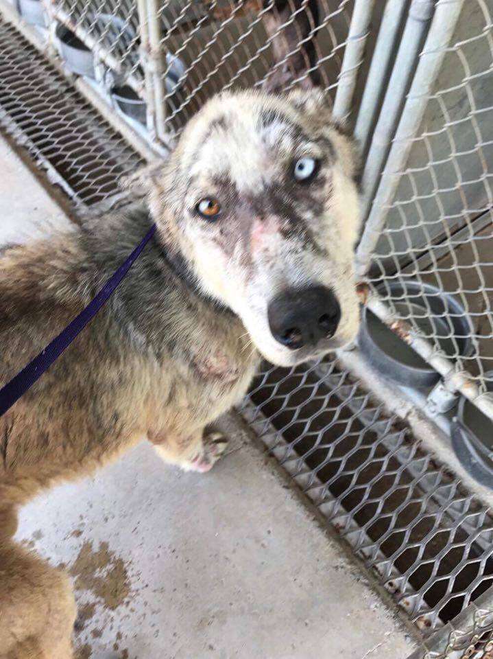 Dog with mange and bicolored eyes at shelter