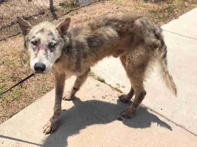 Dog with mange saved from kill shelter in Texas