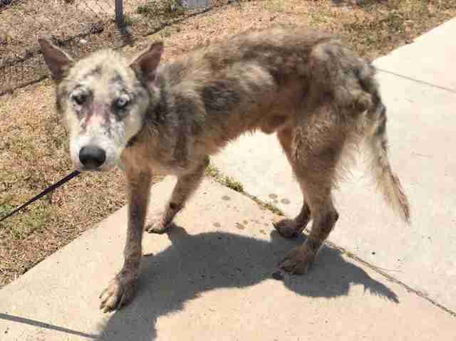 Neglected Dog With Mange Saved From HighKill Shelter The Dodo