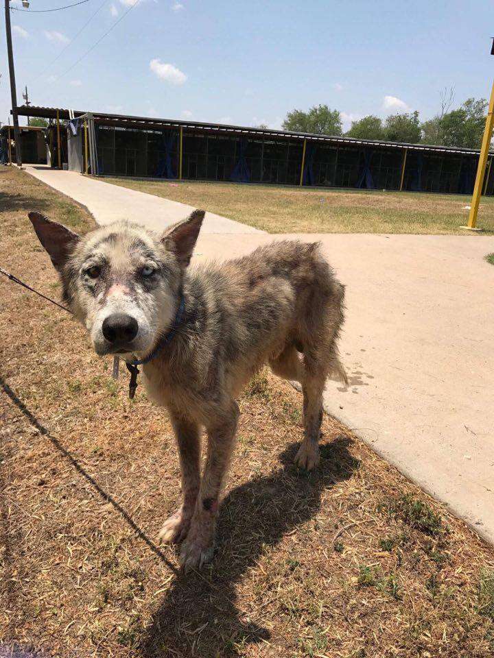 Dog with mange saved from kill shelter