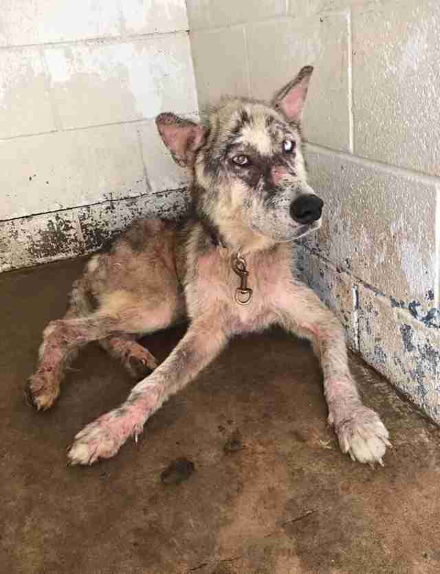 Dog with mange at kill shelter in Texas