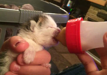 abandoned kittens