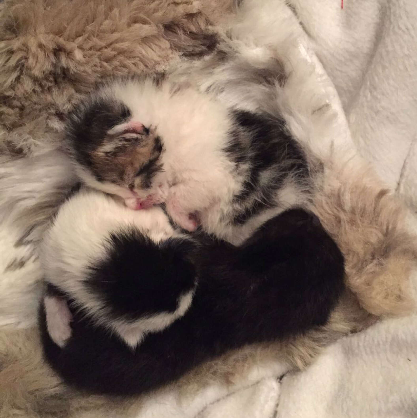 Newborn Kittens Abandoned In Plastic Bag - The Dodo