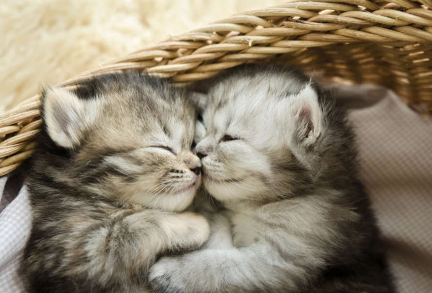 Just Cats Vet Clinic Hires Full Time Cat Cuddlers Thrillist