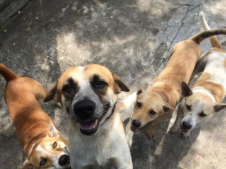 Rescued street dogs in Thailand