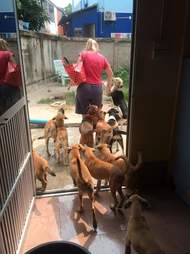 Woman with rescued dogs