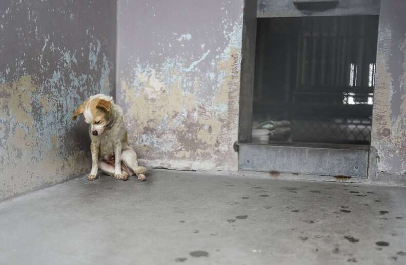 dog in shelter