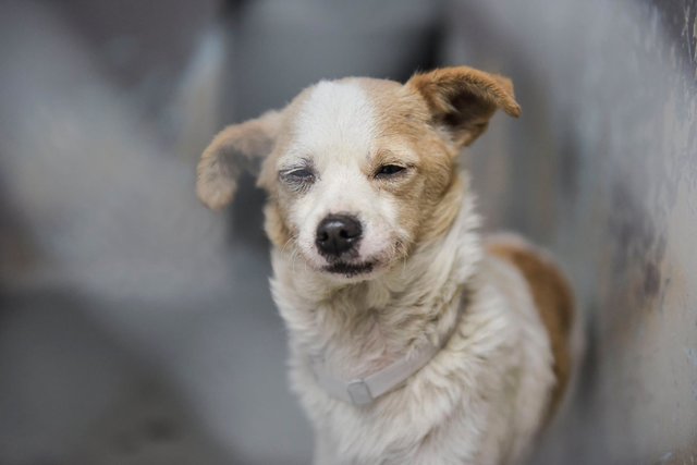 dog in shelter