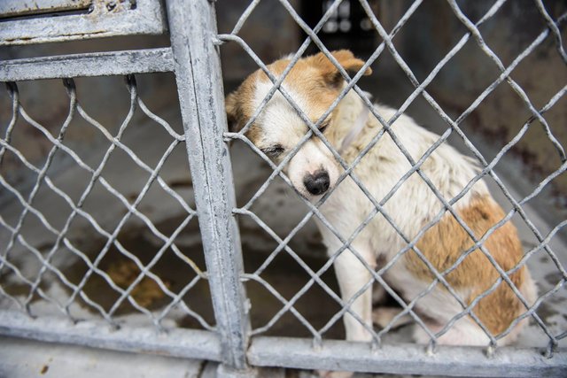 dog in shelter