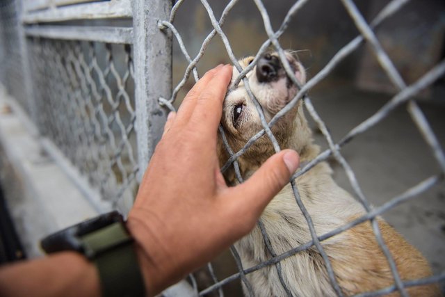 dog in shelter