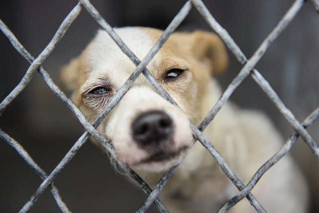 dog in shelter