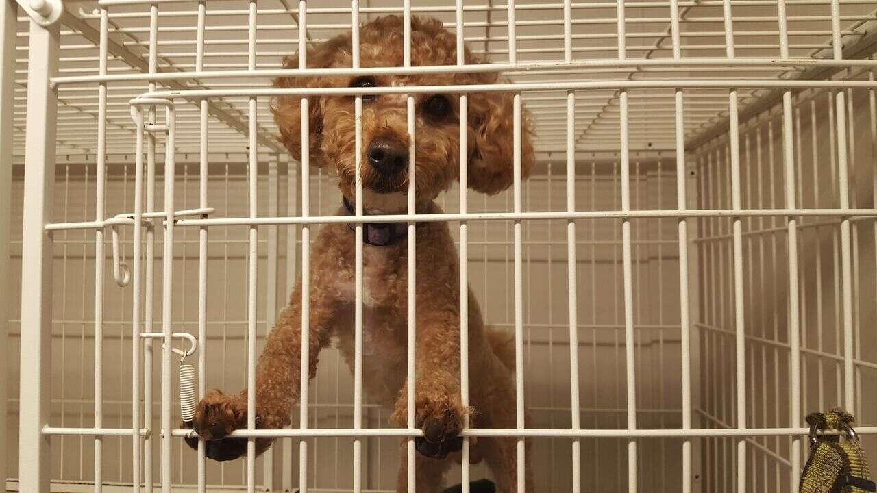 Rescue miniature poodle