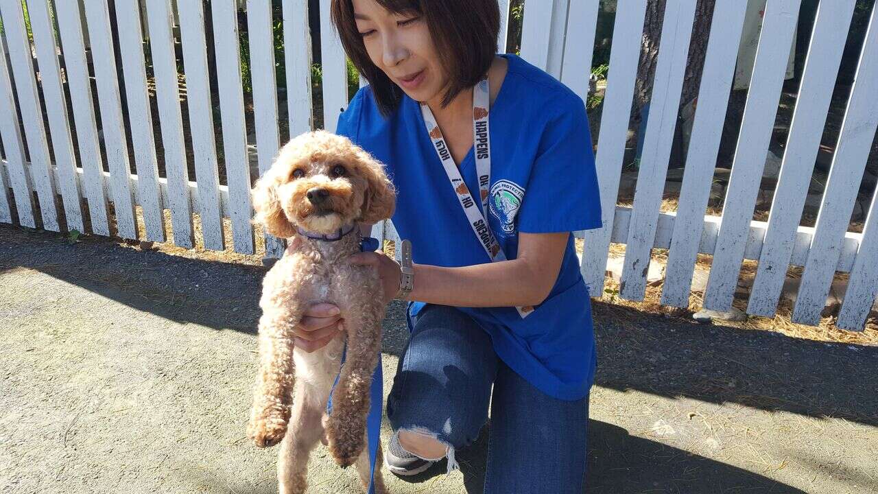 Rescued miniature poodle