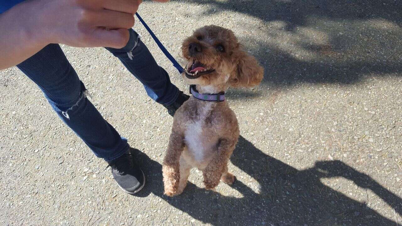 Rescued miniature poodle