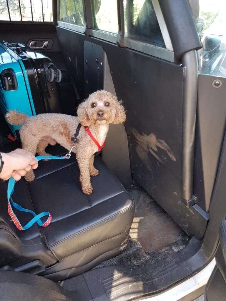 Rescued poodle locked in suitcase