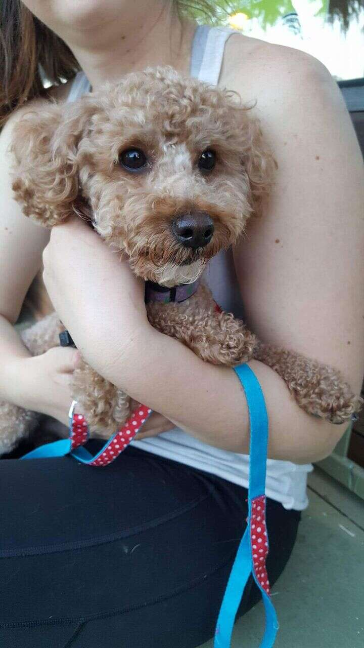 Rescued miniature poodle