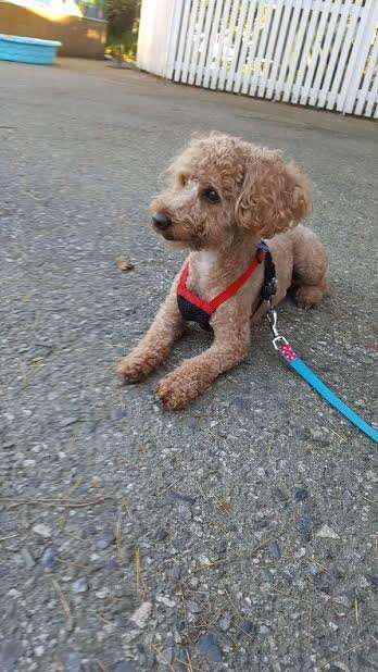 Rescued poodle