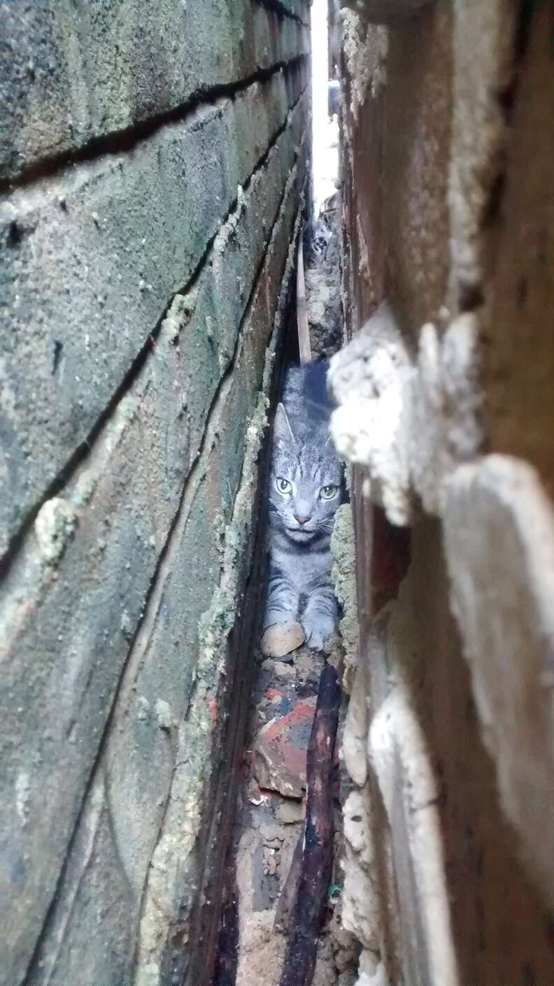 cat stuck between walls