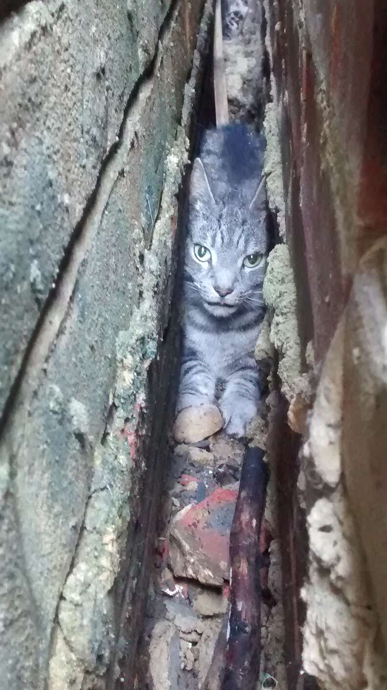 cat stuck between walls