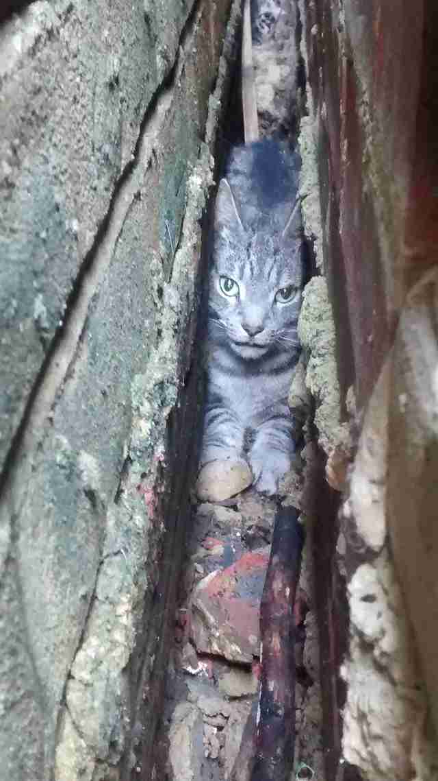 Cat Gets Himself Stuck In Tiny Space Between Walls The Dodo