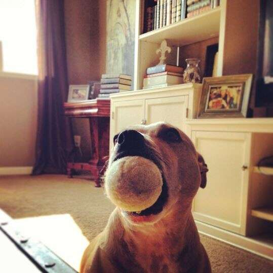 dog holding ball in his mouth