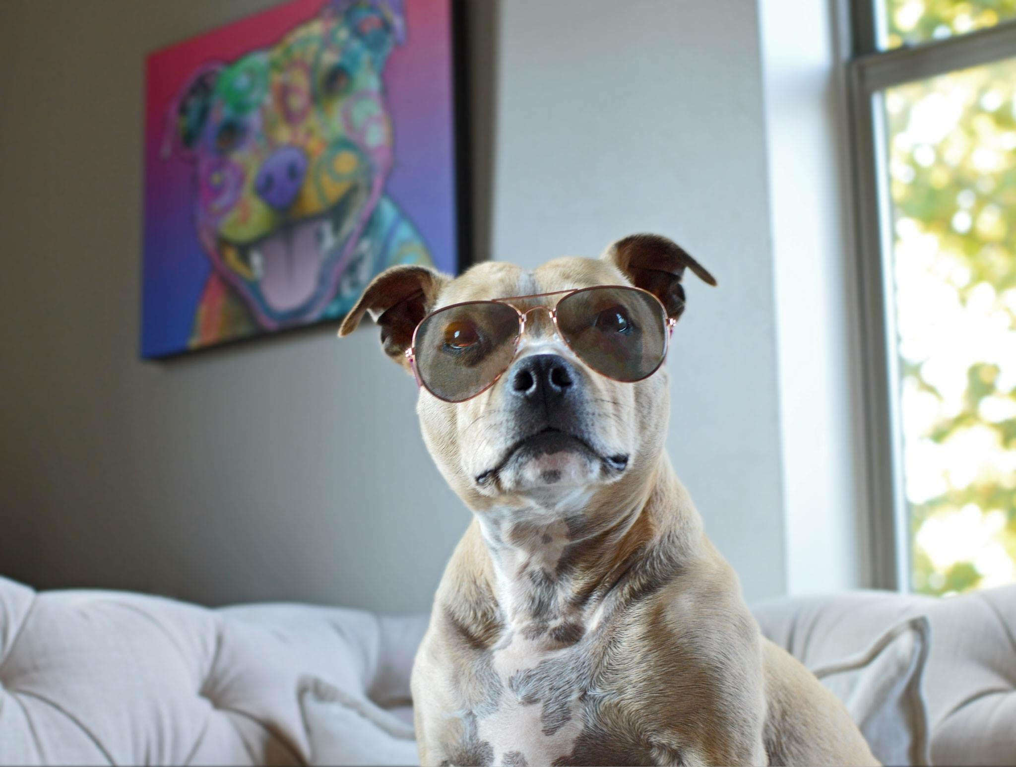 dog posing in front of painting