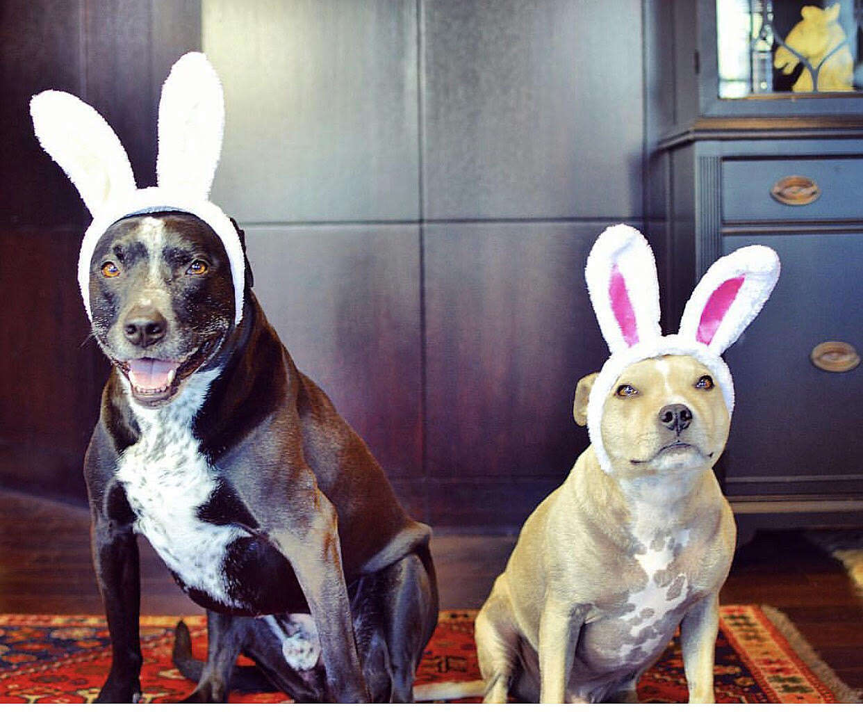 two dogs dressed up as easter bunnies