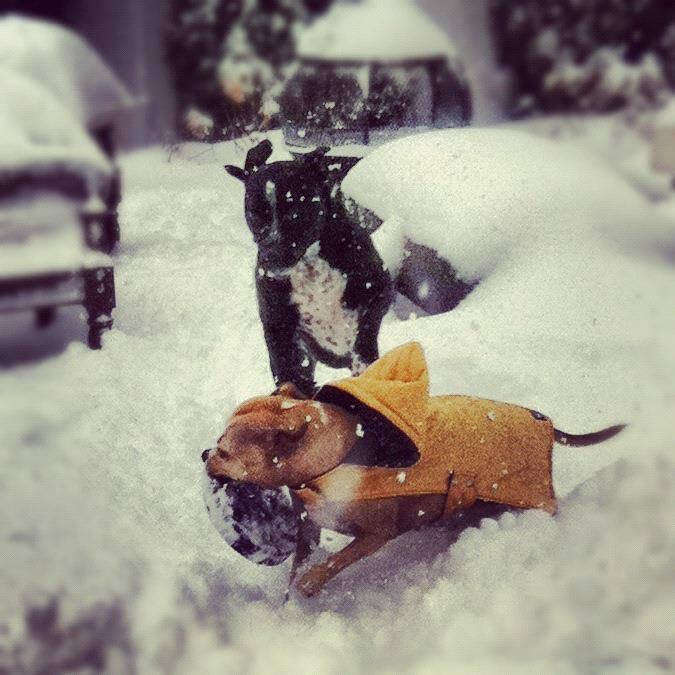 dogs playing frisbee in the snow