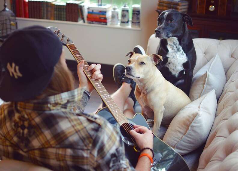 dogs listening to dad play guitar