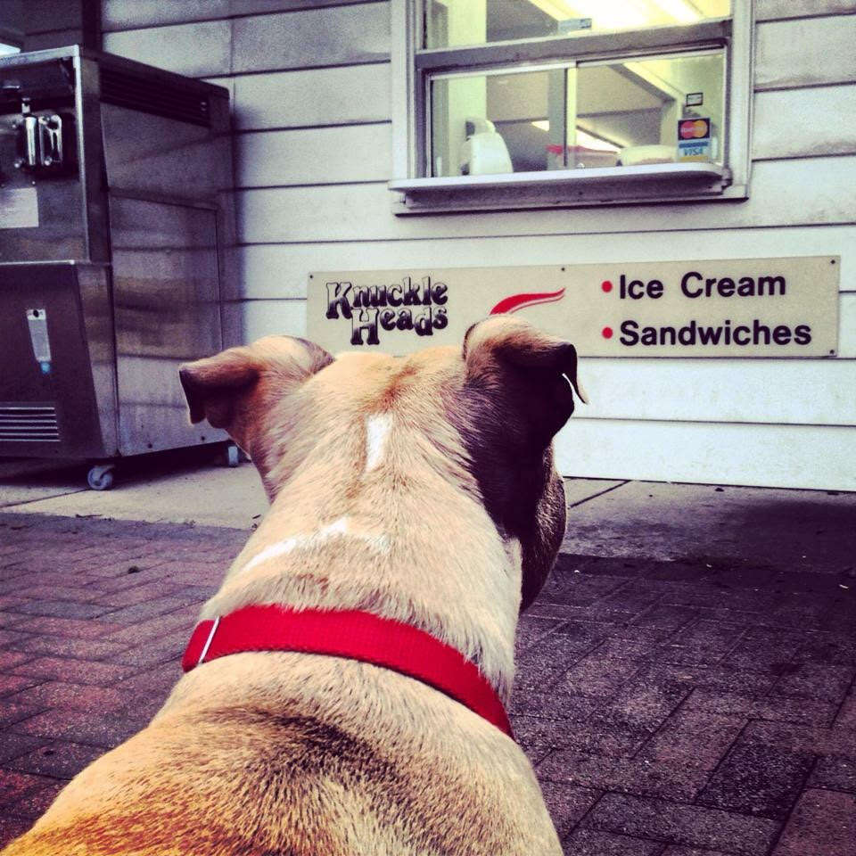 dog waiting for ice cream