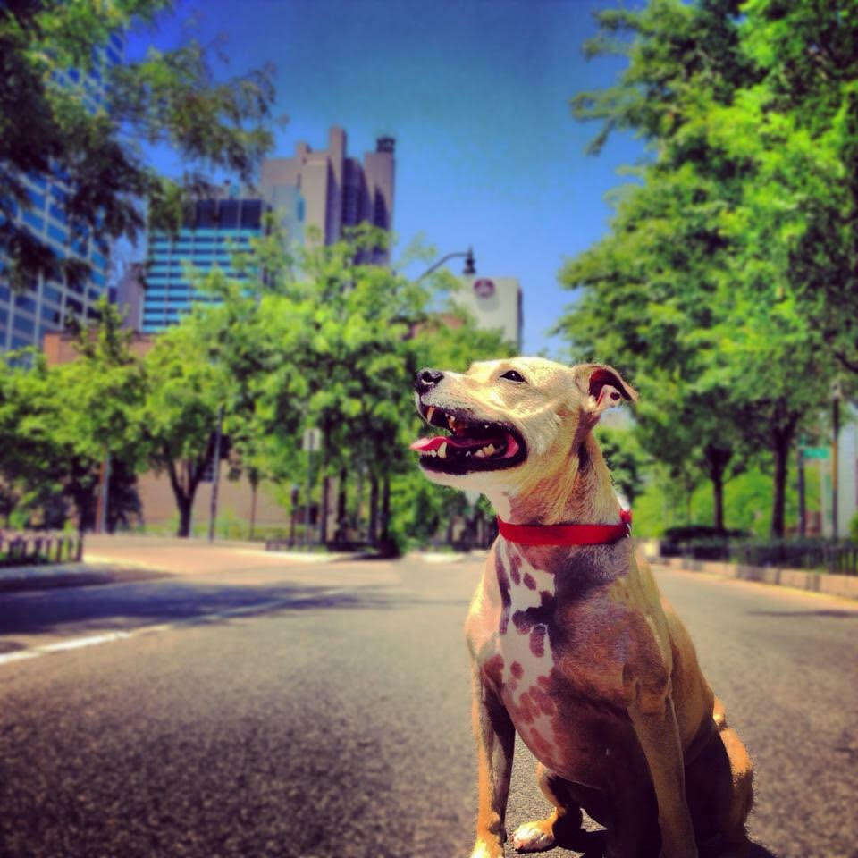 dog smiling on a sunny day