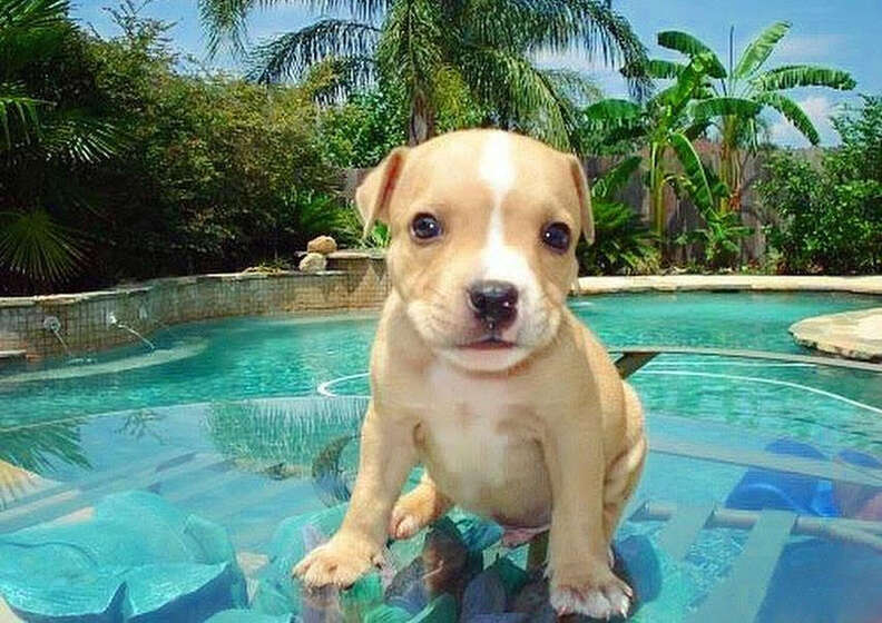 puppy by the pool