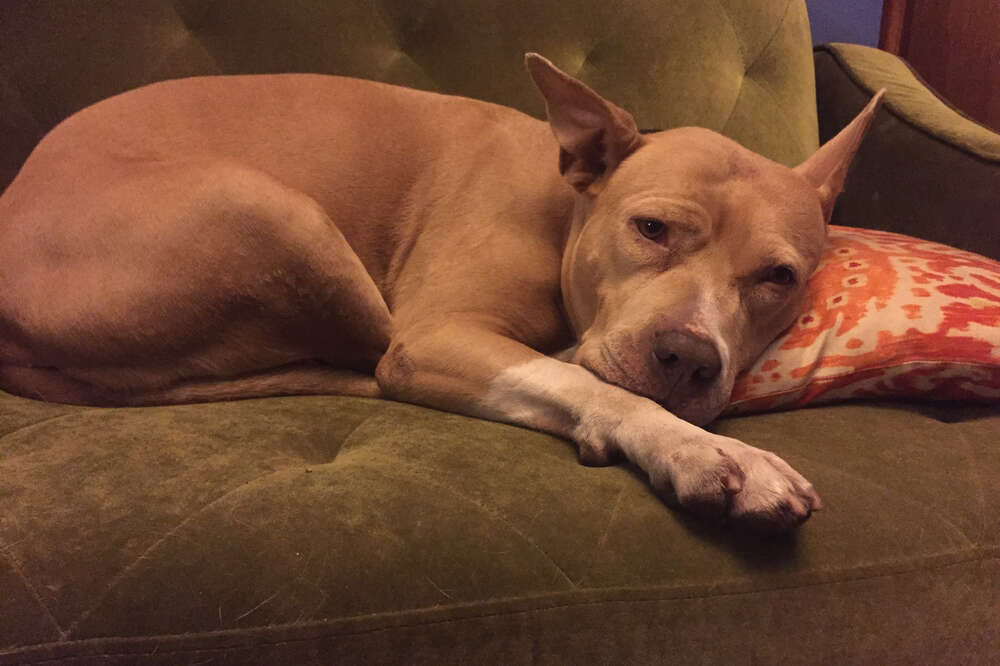 are there breed specific bans regarding dogs in lewes de