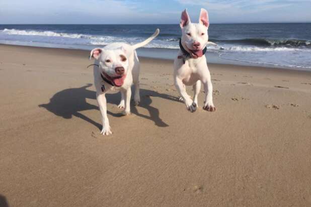 are there breed specific bans regarding dogs in lewes de