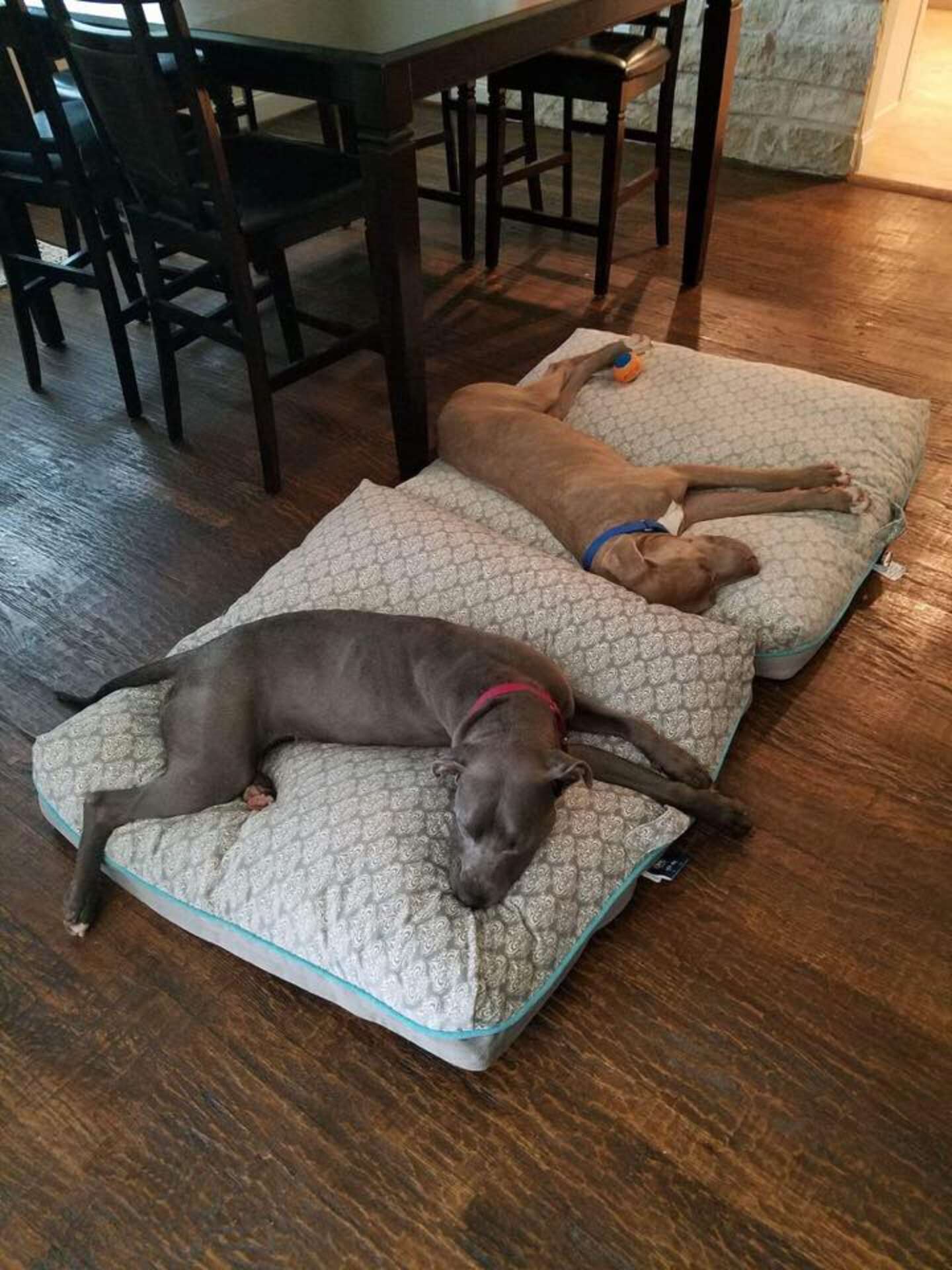 Shelter Dogs Love To Sleep In Bed Together - The Dodo