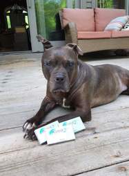 dog contact lenses