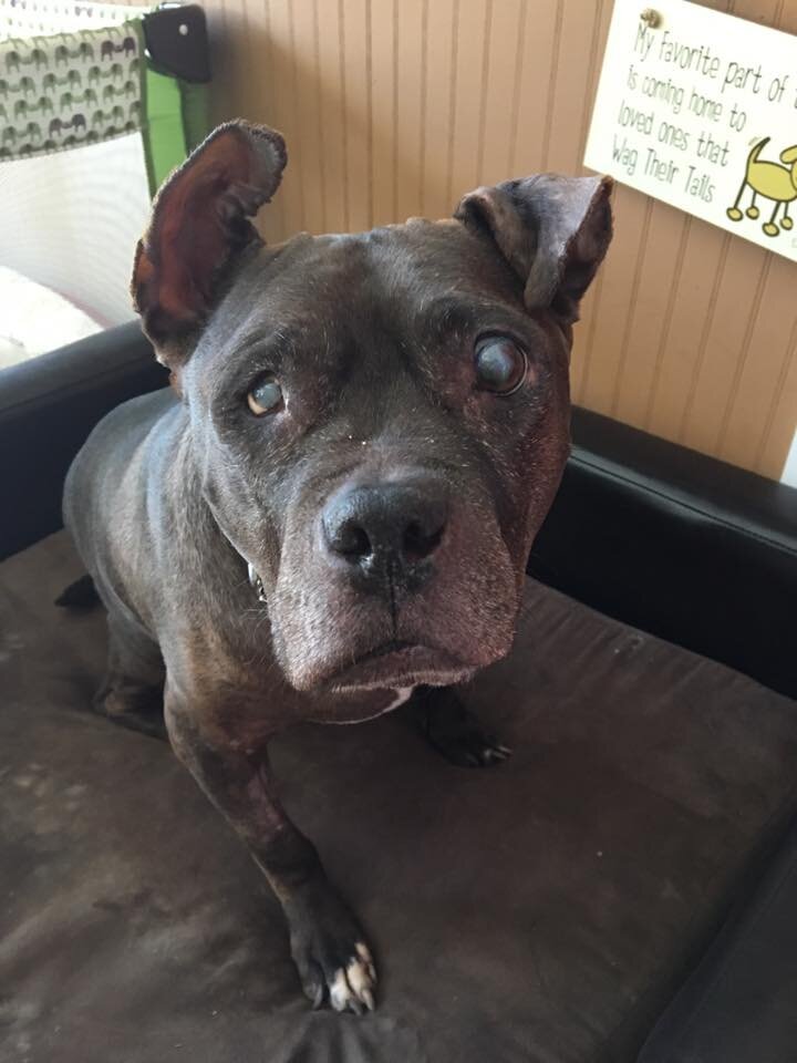 Gremlin The Pit Bull Gets Contact Lenses - The Dodo