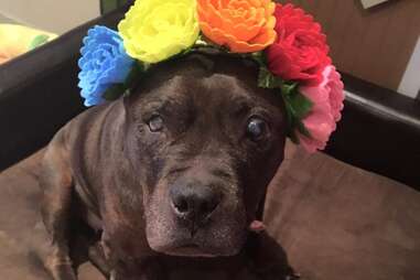 blind pit bull