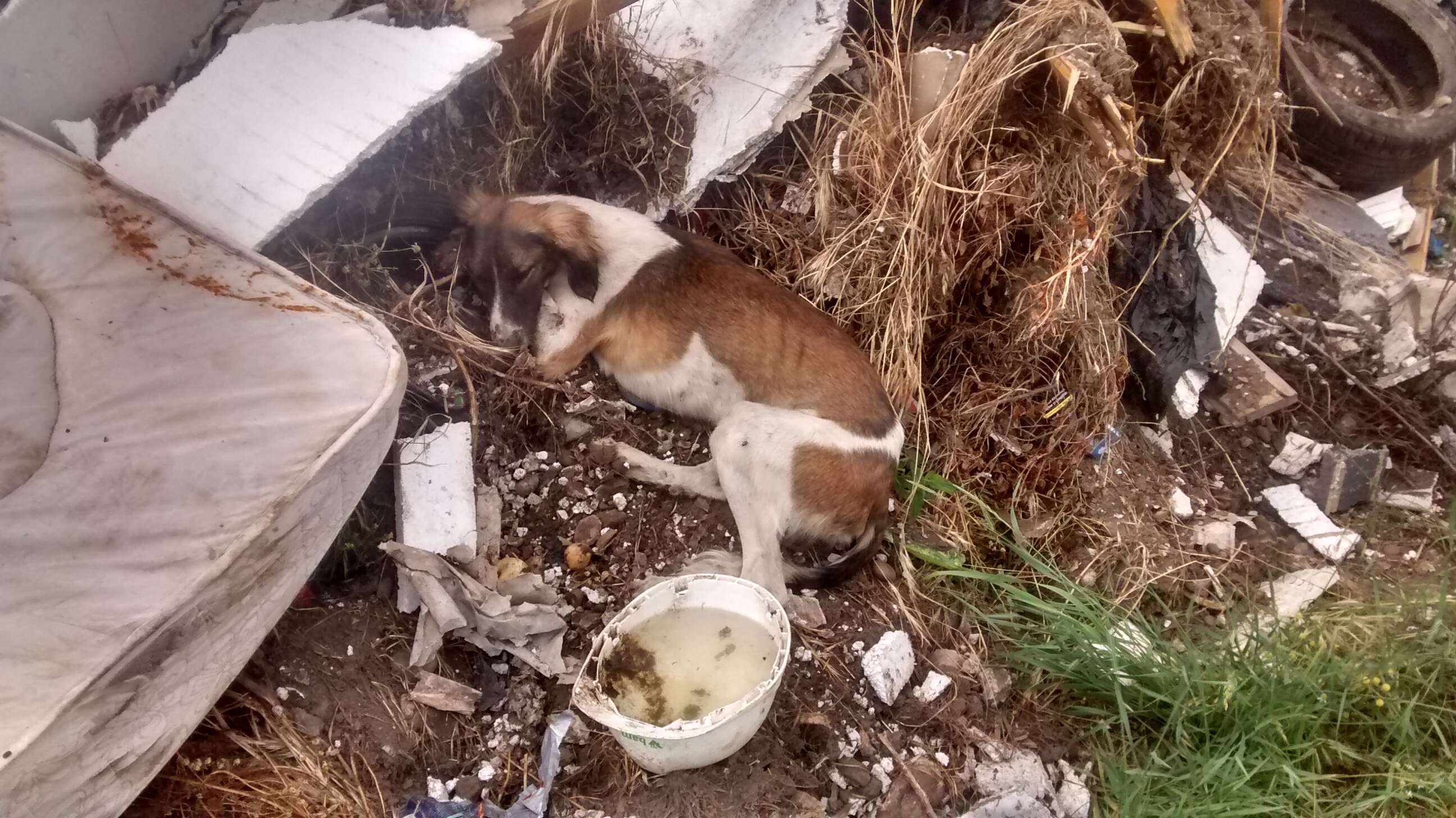 sick dog found in trash pile