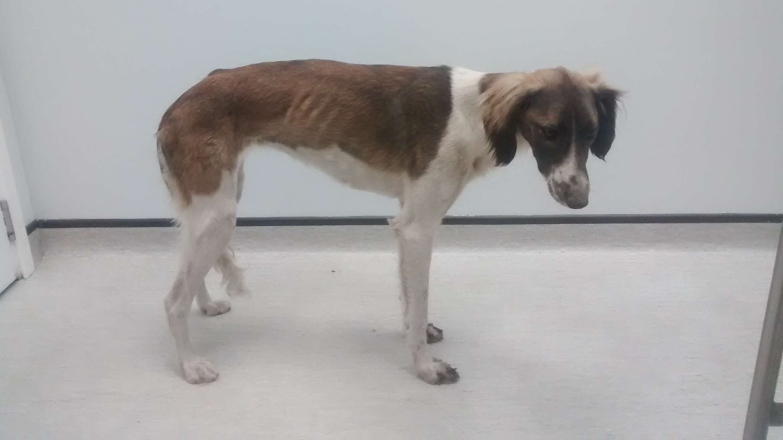 sick dog found in trash pile
