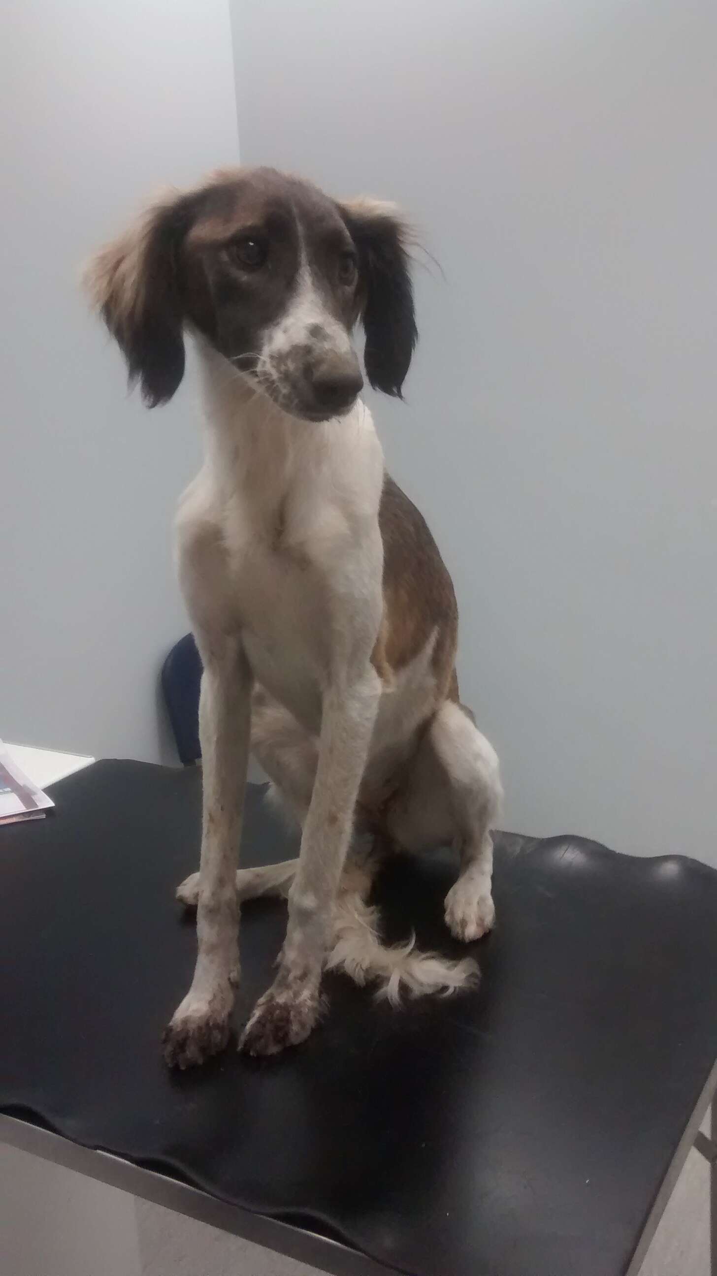 sick dog found in trash pile