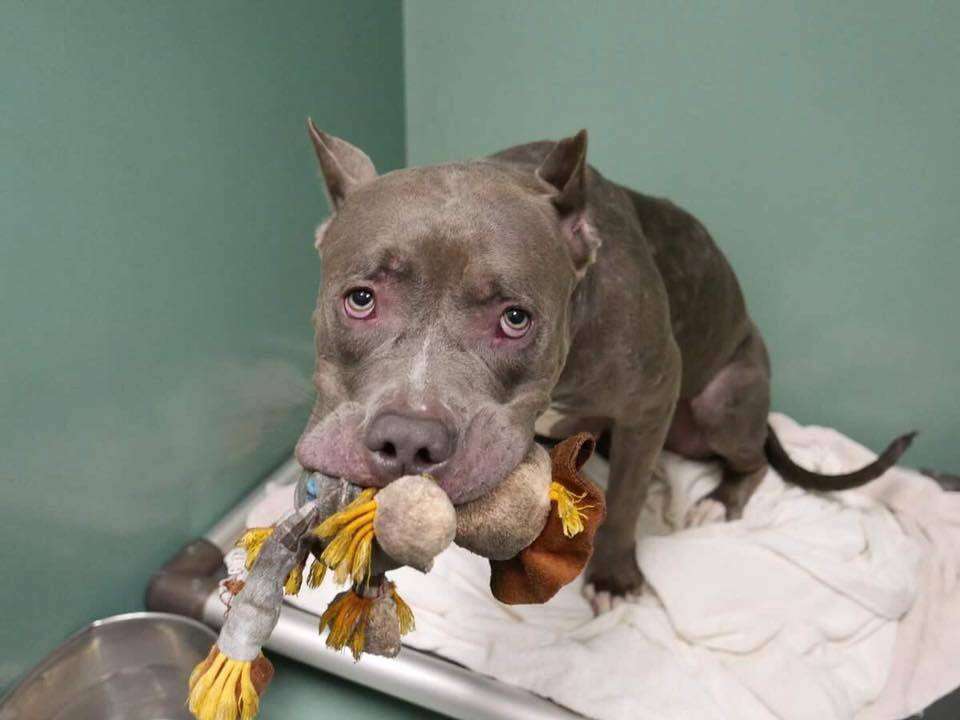 Abandoned pit bull with stuffed toy